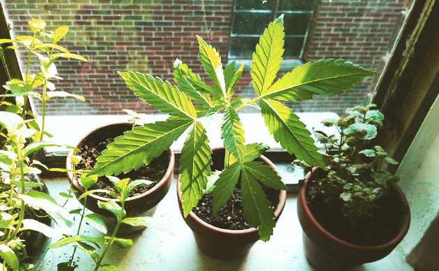 Выращивание растений на подоконнике Конопля с другими растениями на подоконнике