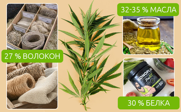 Применение технической конопли в разных сферах Процентное соотношение изготовления волокон, масла и белка