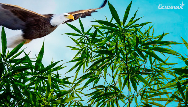 Выращивание Сативы в аутдоре Сатива в ауте