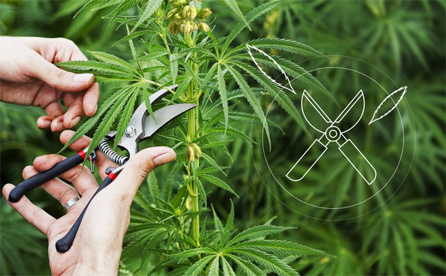Как провести дефолиацию марихуаны Дефолиация конопли