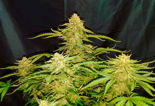 Соцветия марихуаны на стадии финального созревания Финальное созревание соцветий конопли