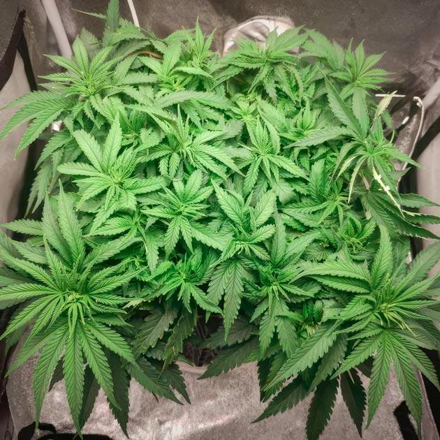 Удобрения для каннабиса Куст Super Silver Haze от Green House Seeds на 5 неделе
