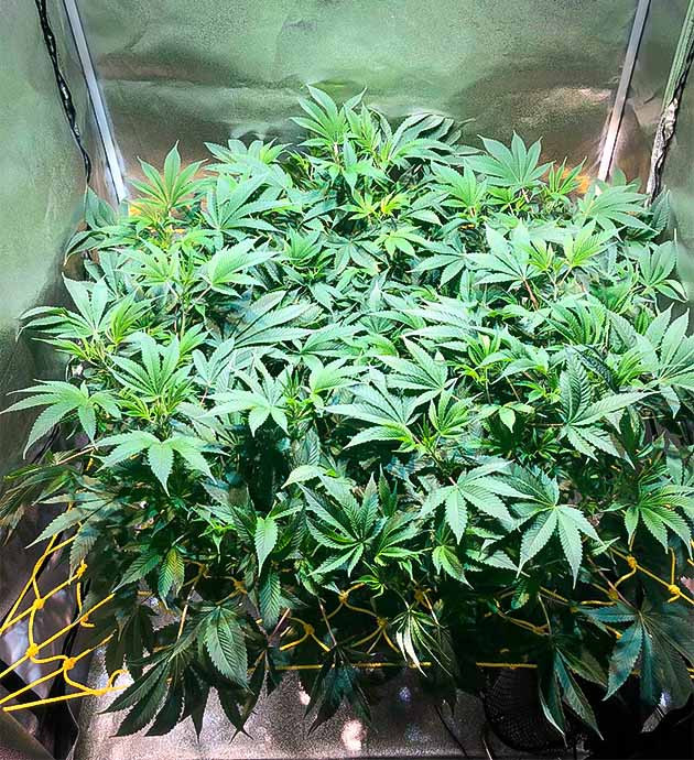 Куст сорта Green Crack 2.0 на 10 неделе выращивания Green Crack 2.0 ростом 45 см