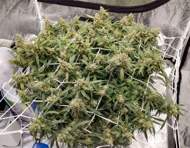 Конопля на финальной стадии цветения с набуханием соцветий