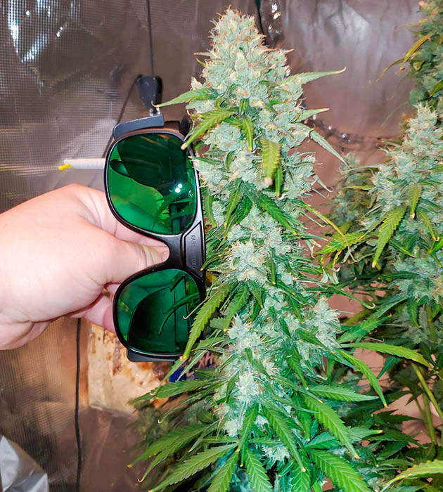 Последний полив Auto Lemon Kix Куст марихуаны Auto Lemon Kix