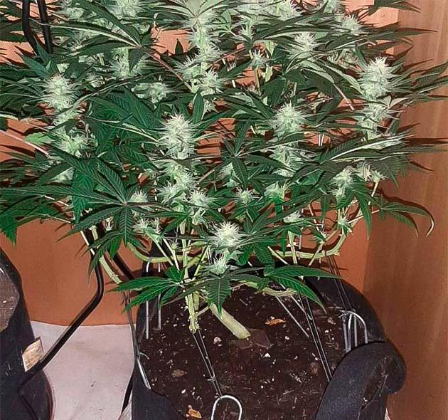 Активное цветение Sticky Sherbert GG 13 неделя роста конопли