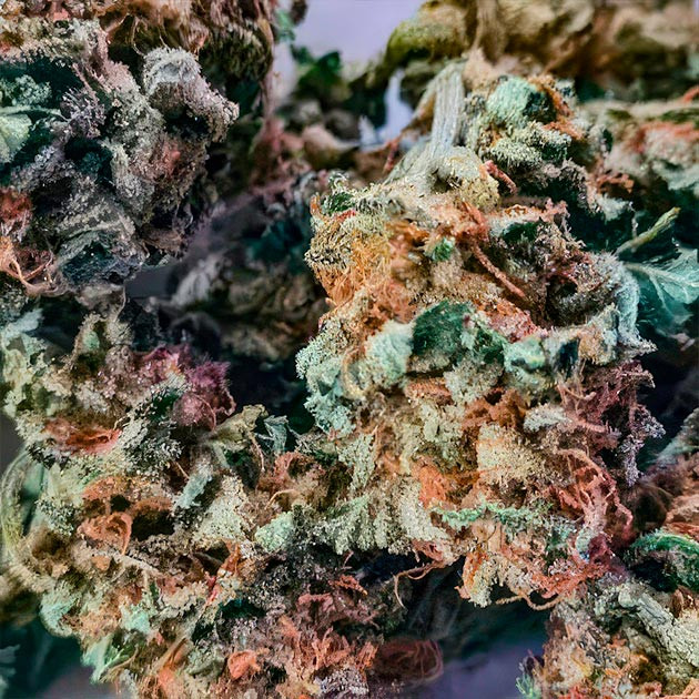 Результаты выращивания Green Crack 2.0 Green Crack 2.0: отзывы и выводы