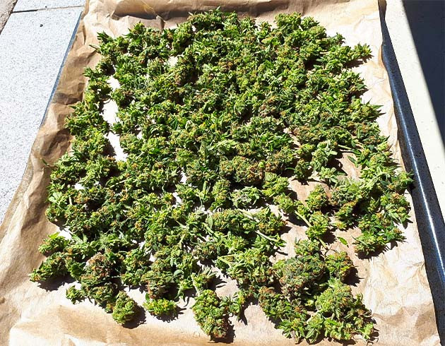 Завершение цикла выращивания Переход к промывке: Euforia X