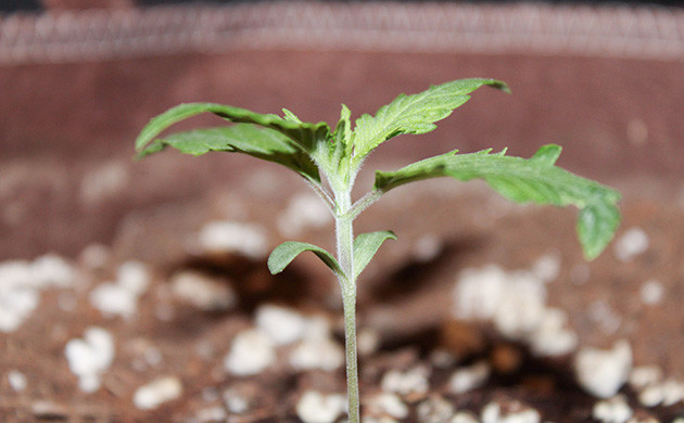 Проращивание семян конопли Shiskaberry Проращивание Shiskaberry