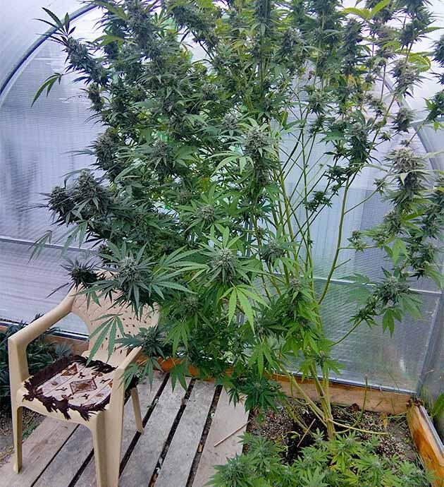 Конец цветения марихуаны Каннабис с налившимися шишками и прогибающимися ветками