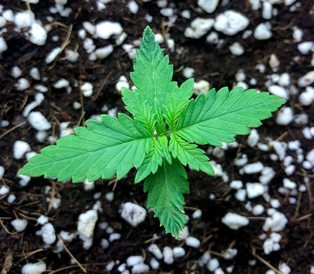 Gelato Auto дневник по выращиванию Гроурепорт сорта Gelato Auto