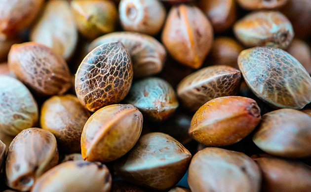 Внешний вид семян конопли Семена конопли