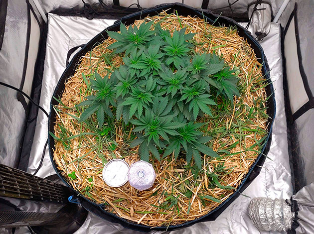 Режим полива на 6-7-й неделе рост марихуаны Blue Gelato 41 на 6-7ой неделе