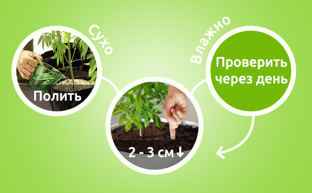 Проверка влажности почвы Определение времени полива куста погружением пальца