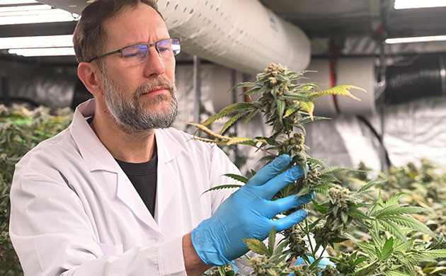 Стандарты и надёжность каннабис-клубов Участники контролируют качество каннабиса