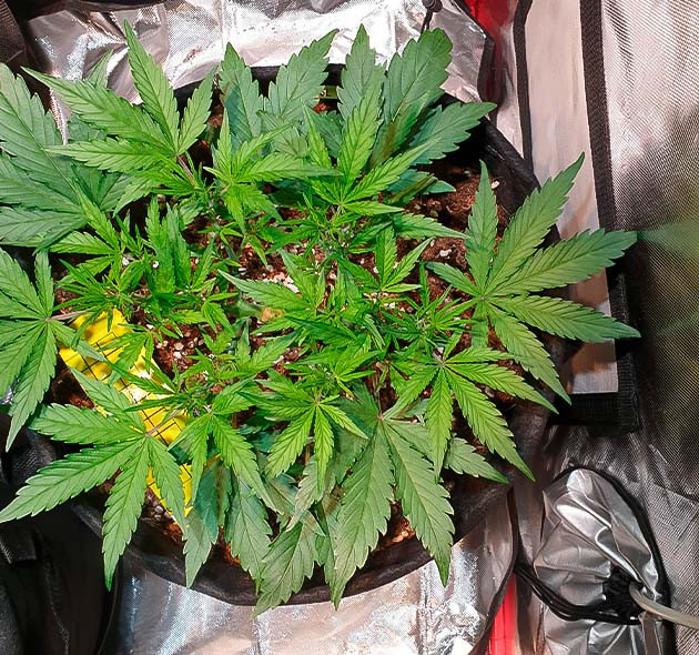 Предцвет конопли Zkittlez Auto Перевод на цветение куста Zkittlez Auto