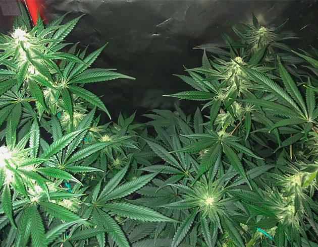 Перевод на цветение куста Wedding Gelato Стимуляция цветения куста Wedding Gelato