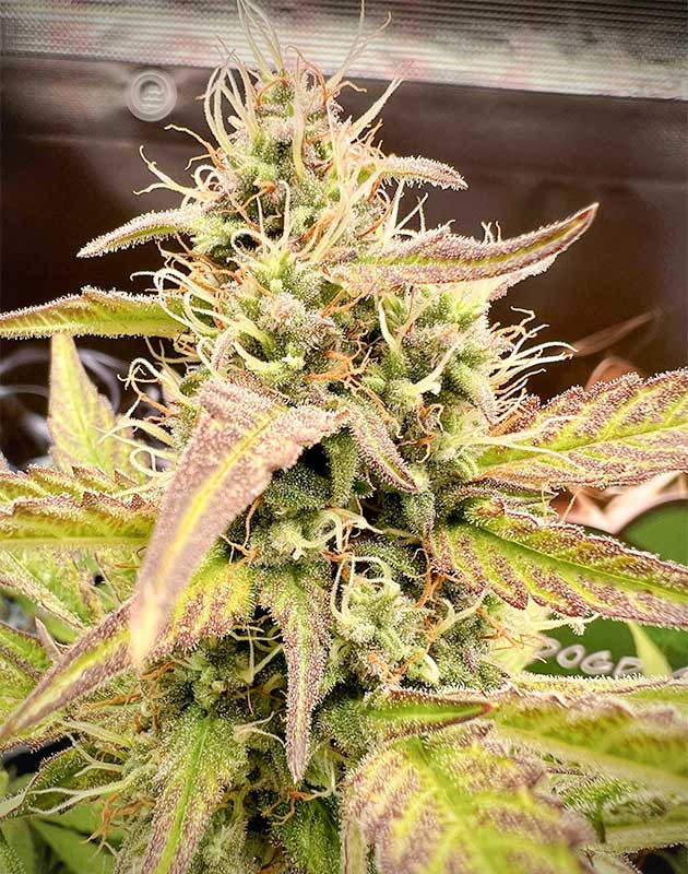 Изменение цвета стеблей и листьев Medusa F1 Auto Наблюдение за изменением цвета Medusa F1 Auto