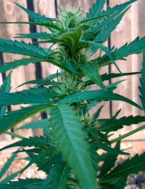 Активный рост шишек на 7 неделе Куст каннабиса в тени