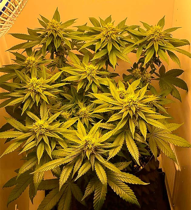 Земляничный запах конопли Куст Dos-Vi-Dos fem на 9-10 неделе выращивания