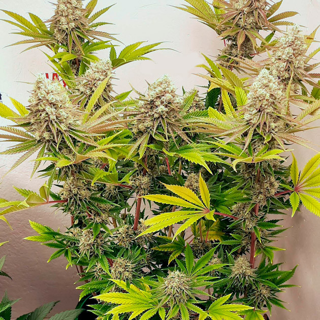 Пожелтевшие листья конопли Куст с большими шишками и желтыми листьями