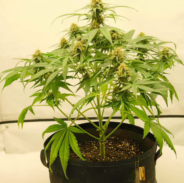 Полив и удобрения для конопли Куст Apollo F1 Auto от Royal Queen Seeds ростом 60 см