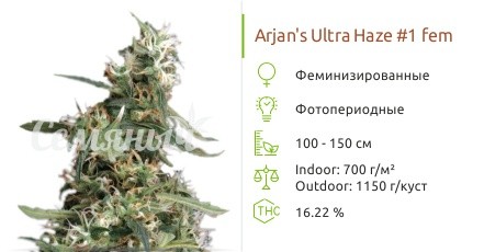 Сорт конопли Arjan’s Ultra Haze 1 Arjan’s Ultra Haze #1 fem от GHS