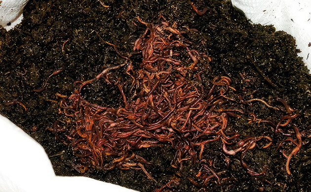 Черви: союзники в производстве биогумуса Применение червячного гумуса в выращивании каннабиса