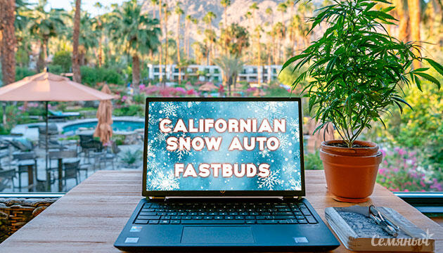 Выращивание сорта марихуаны Californian Snow Auto от FastBuds Гроурепорт сорта Californian Snow Auto от FastBuds