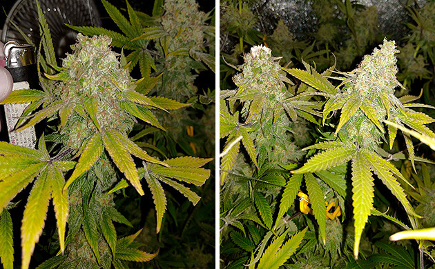Марихуана перед харвестом Шишки Tutankhamon от Pyramid Seeds