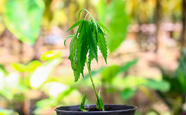 Чрезмерный полив: угроза для рассады Последствия чрезмерного полива рассады