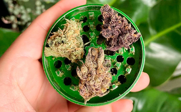 Желтые листья, плесень — признак плохой марихуаны Как определить некачественные шишки по внешнему виду