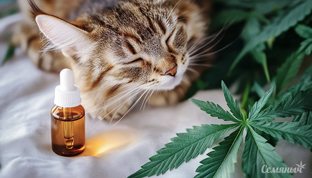 Каннабиноиды для домашних животных Каннабис для питомцев