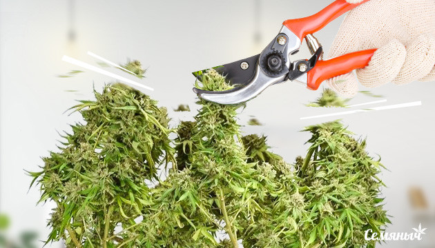 Основы техники Backbuilding Техника Бэкбилдинг