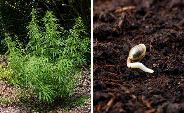Как семена хранятся в дикой природе