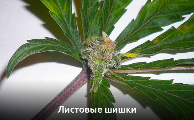 Листовые шишки — вид мутации каннабиса Листовые шишки конопли