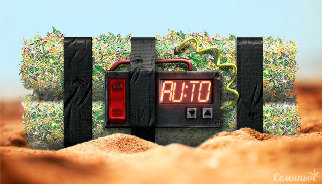 Подборка мощных и неприхотливых автоцветов Сорта автоцветов с высоким содержанием ТГК