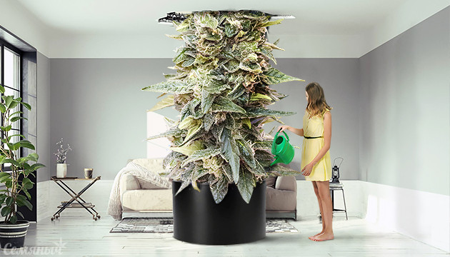 Способы вырастить большие шишки марихуаны Большие шишки марихуаны