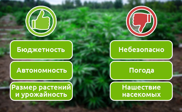 Преимущества и недостатки аутдорного выращивания Оценка эффективности аутдорного грова