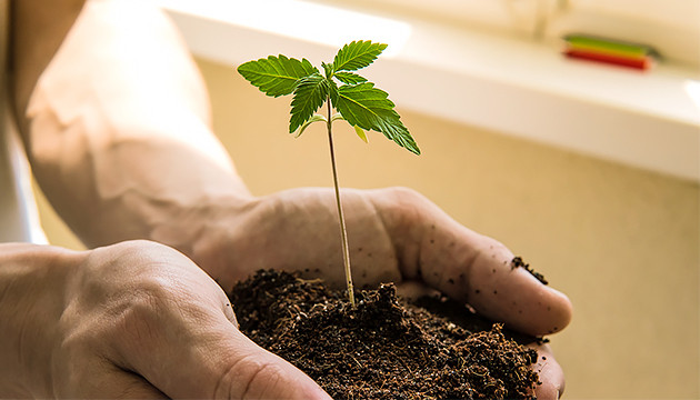 Подготовка к аутдору Выращивание в ауте