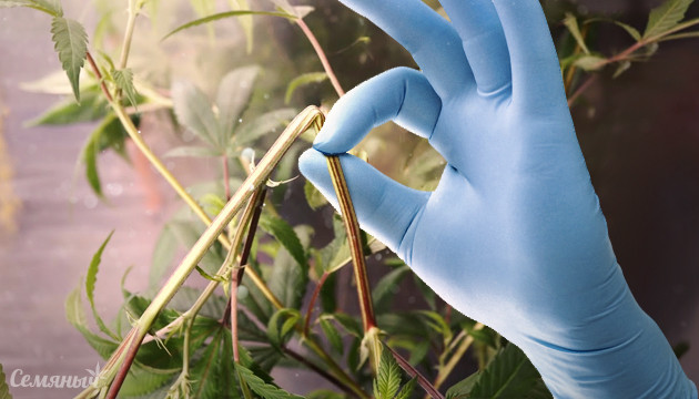 Надламывание ветви