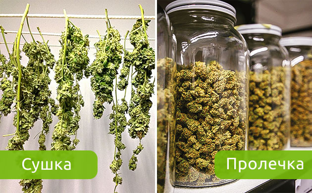 Сушка и пролечка шишек каннабиса Сушка и пролечка