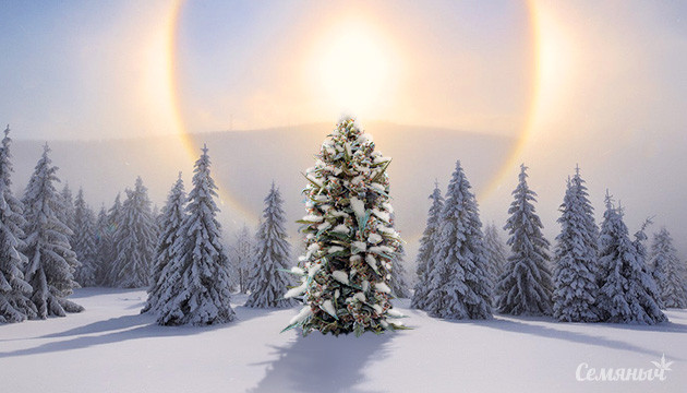 Зимнее солнцестояние с Семянычем Зимнее солнцестояние с Семянычем