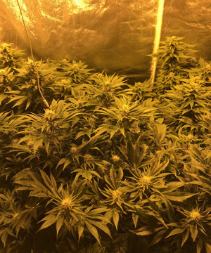 Появление запаха на 4 неделе цветения Формирование шишек на 10 неделе выращивания