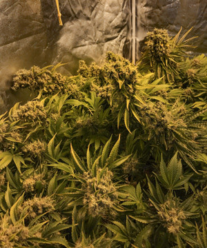 Харвест марихуаны Кусты LSD перед харвестом