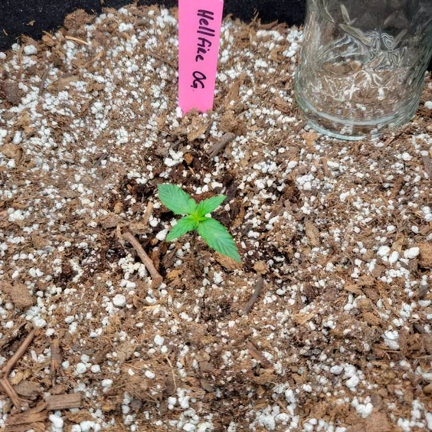 Режим освещения и полив марихуаны Росток Hellfire OG Auto от 7CH American