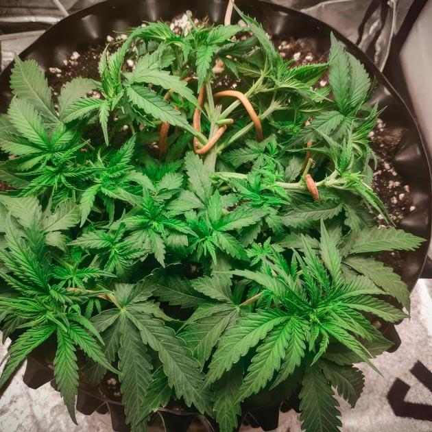 Тренировки конопли Куст Super Silver Haze от GHS на стадии вегетации