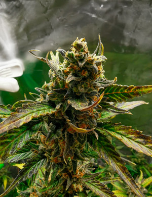 Смена цвета листьев на 11 неделе выращивания Соцветие на 11 неделе выращивания