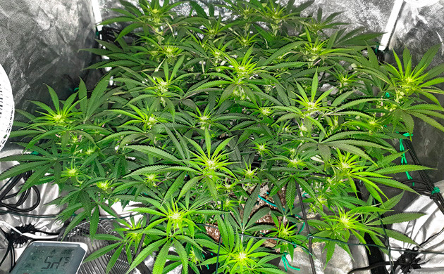 Перевод куста в фазу цветения Формирование соцветий на растишке