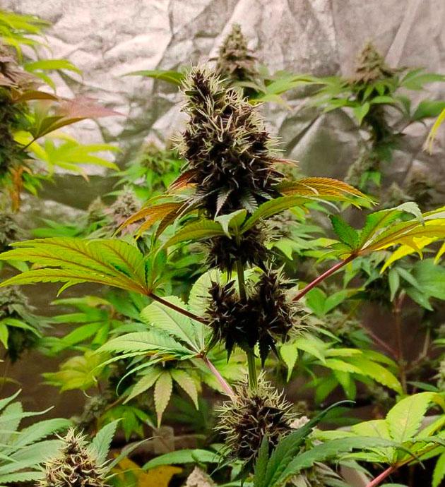 Появление молочных трихом Кусты Blueberry Hill от Herbies Seeds на 9 неделе выращивания